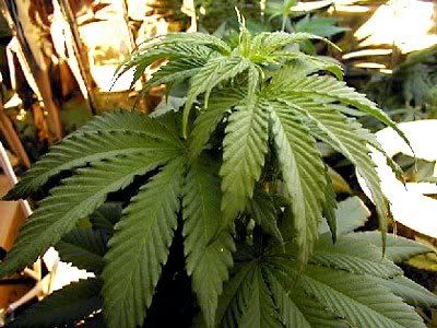 Marijuana plant Pictures, Images and Photos