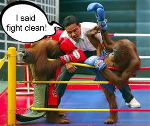 orangutan kickboxing Pictures, Images and Photos