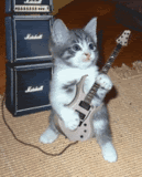 If My Cat Could Play Like This!