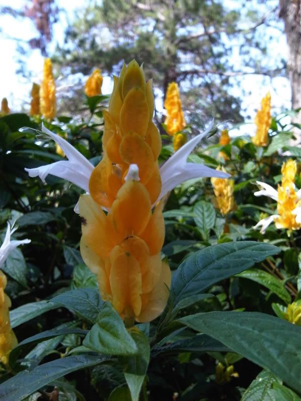 topic về những hình ảnh chụp bằng điện thoại di động - 5