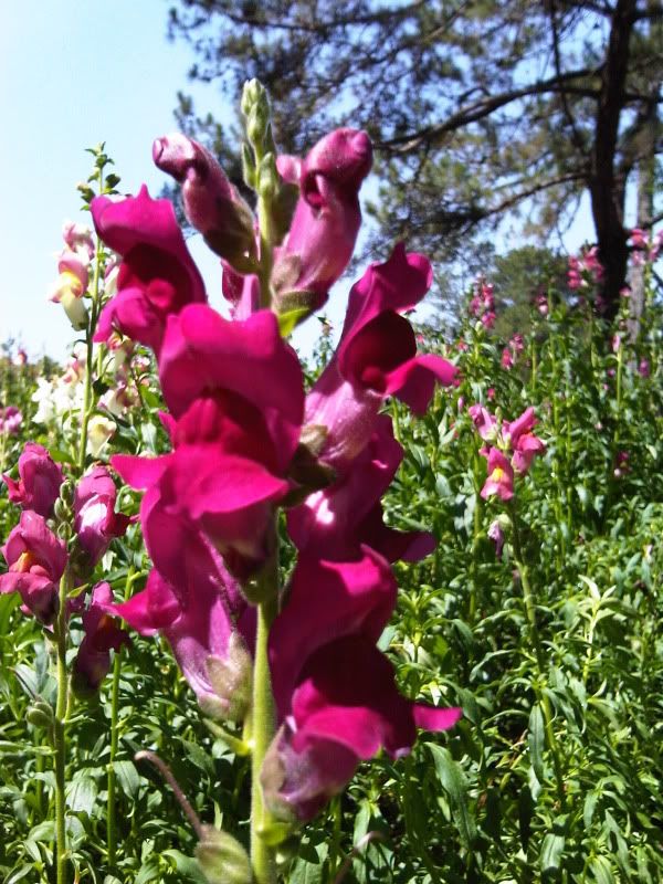 topic về những hình ảnh chụp bằng điện thoại di động - 4