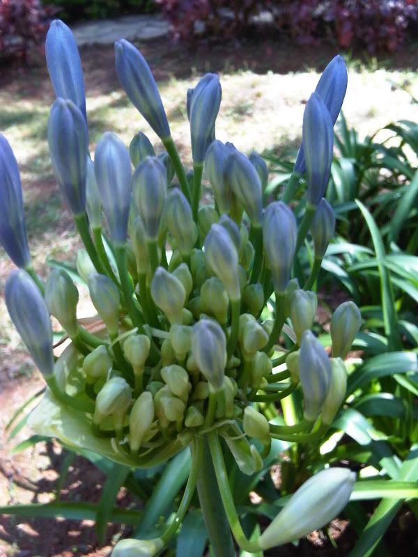 topic về những hình ảnh chụp bằng điện thoại di động - 3