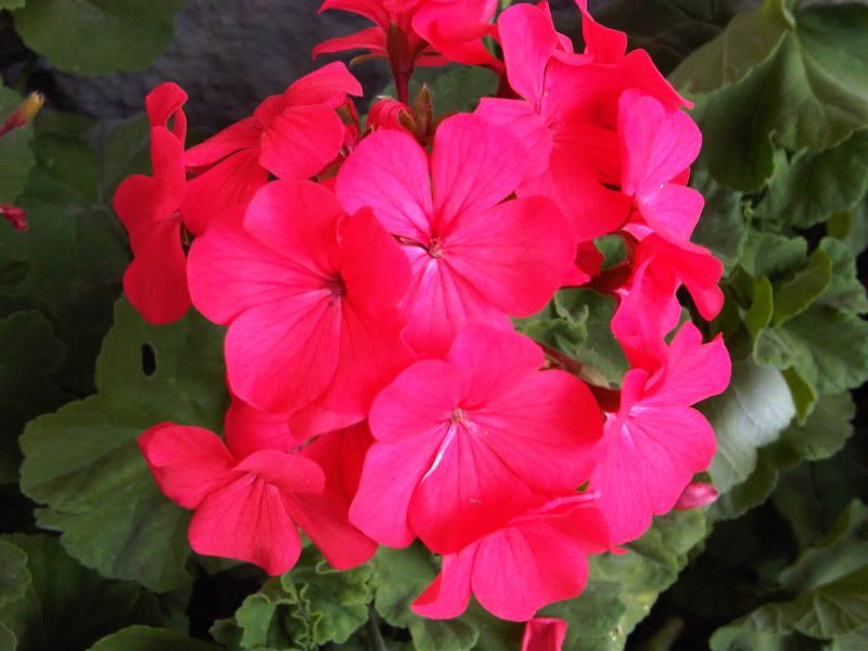 topic về những hình ảnh chụp bằng điện thoại di động - 2