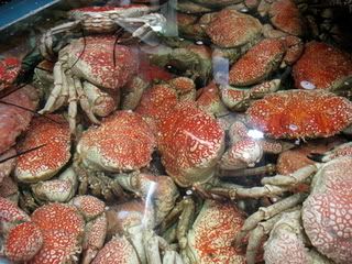king crab australia