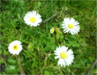 DSC01175.jpg picture by unpodime