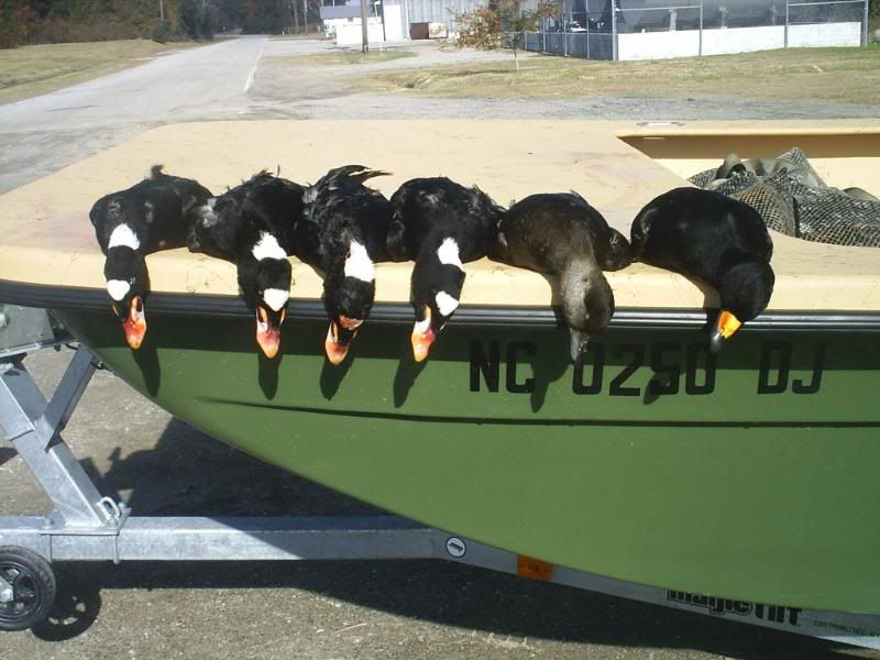 Help i.d. Duck Duck Hunting Forum