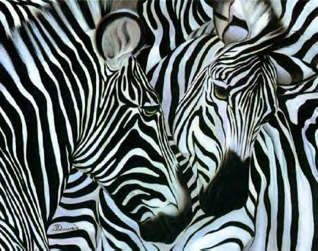 Zebras Pictures, Images and Photos