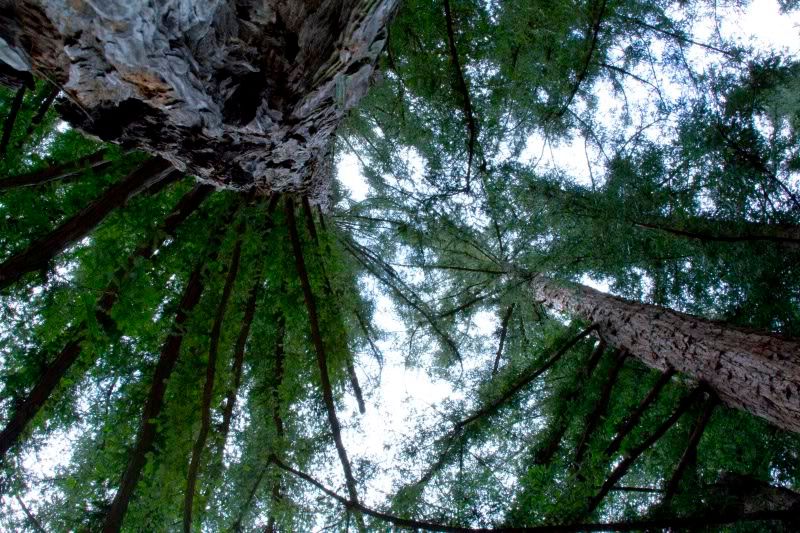 IMAGE: http://i137.photobucket.com/albums/q222/pyrojim/IMG_0046.jpg