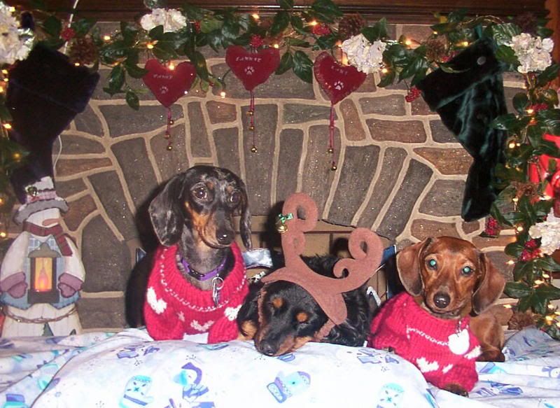 thisone.jpg christmas babies image by luvsmydoxies