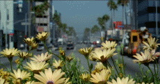 flowerz.gif theflowers image by rickyandjanina flowerz.gif theflowers image by rickyandjanina