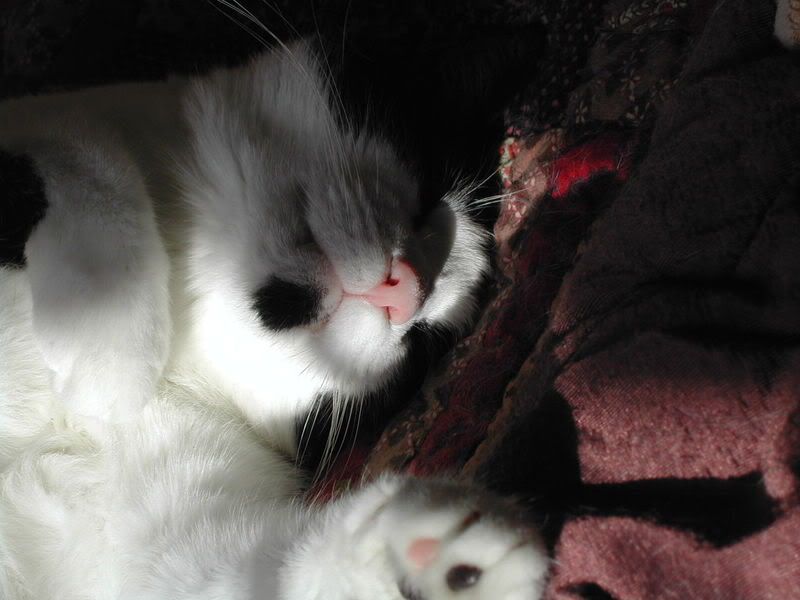 http://i137.photobucket.com/albums/q225/trojanrabbit74/Cats/Buddy/DSCN0368.jpg