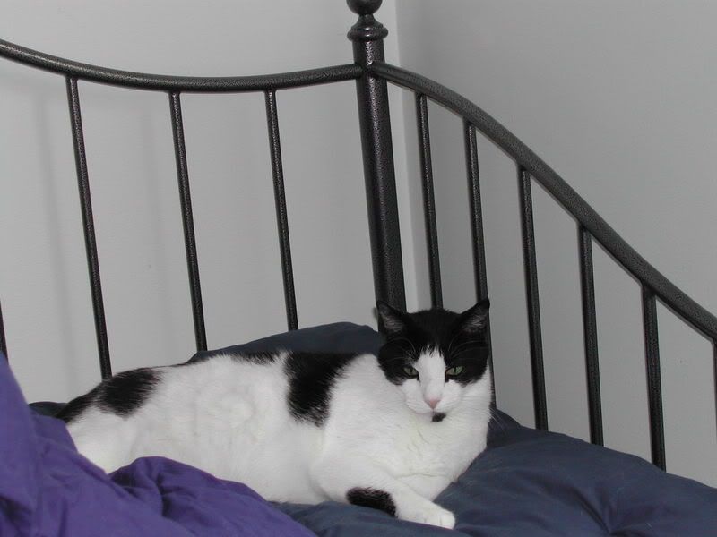http://i137.photobucket.com/albums/q225/trojanrabbit74/Cats/Buddy/DSCN0376.jpg