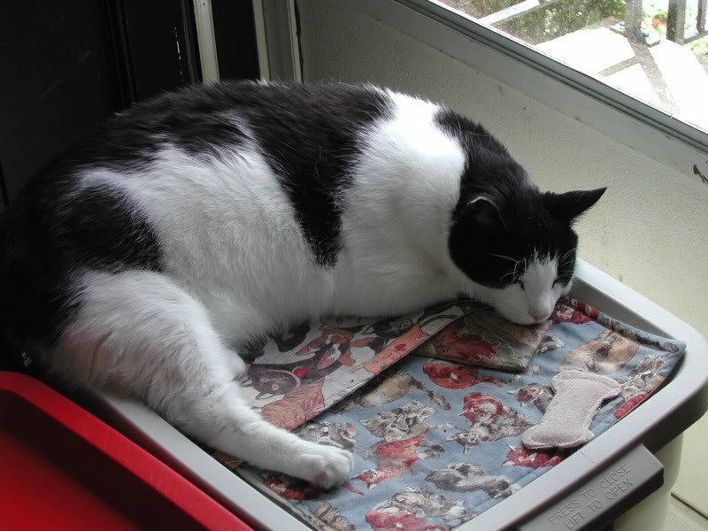 http://i137.photobucket.com/albums/q225/trojanrabbit74/Cats/Buddy/DSCN0441.jpg