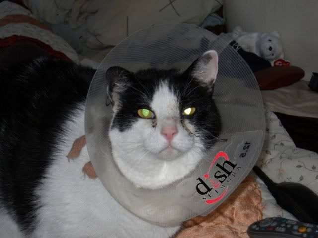 http://i137.photobucket.com/albums/q225/trojanrabbit74/Cats/DishCat1-warp.jpg