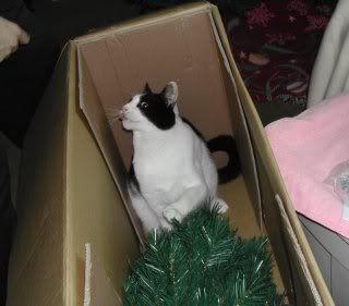 http://i137.photobucket.com/albums/q225/trojanrabbit74/Cats/Dscn0218treecrop.jpg