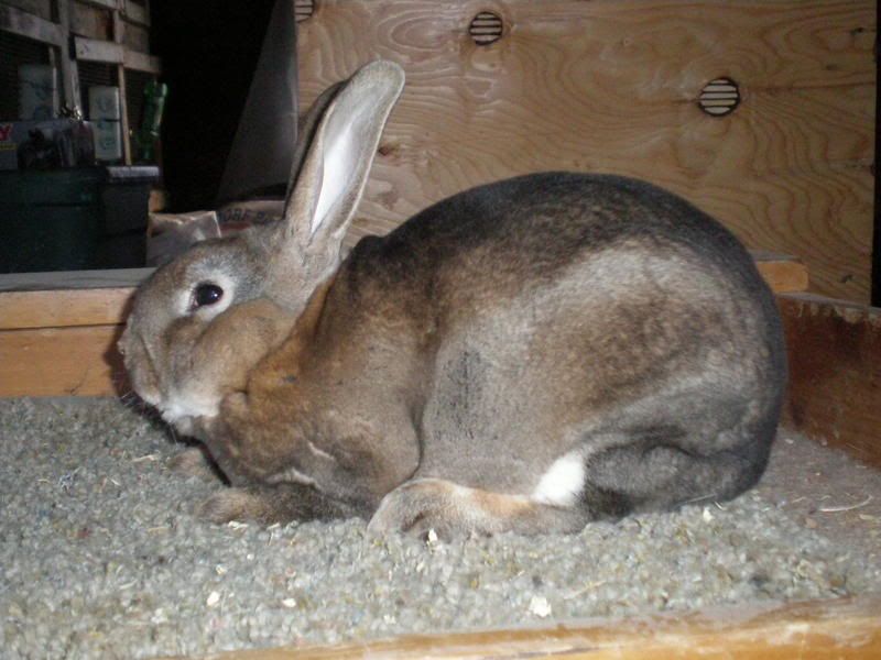 selling/buying trios - Rabbits