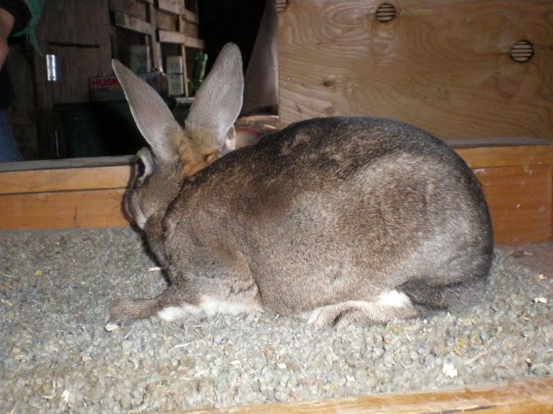 selling/buying trios - Rabbits