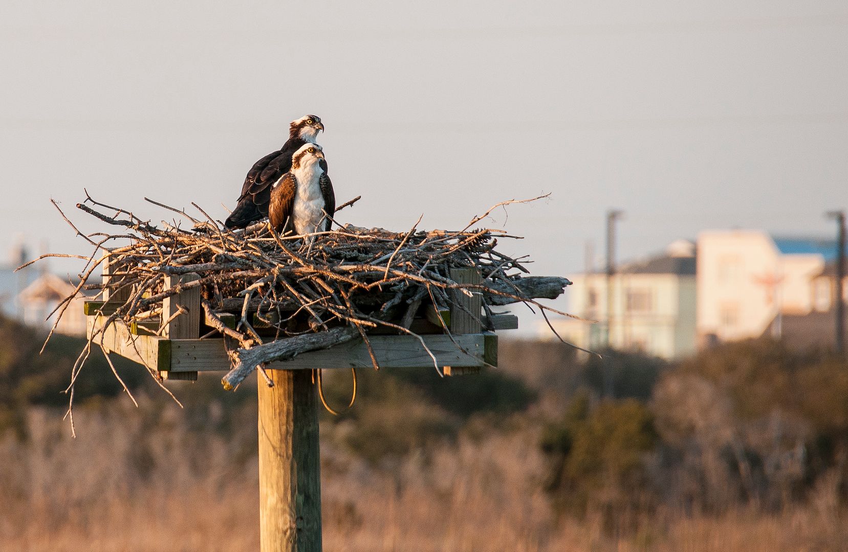 Hangin' at the Sugar Shack OBX Connection Message Board