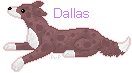 dallaspup.png