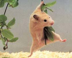 Hamster Pictures, Images and Photos