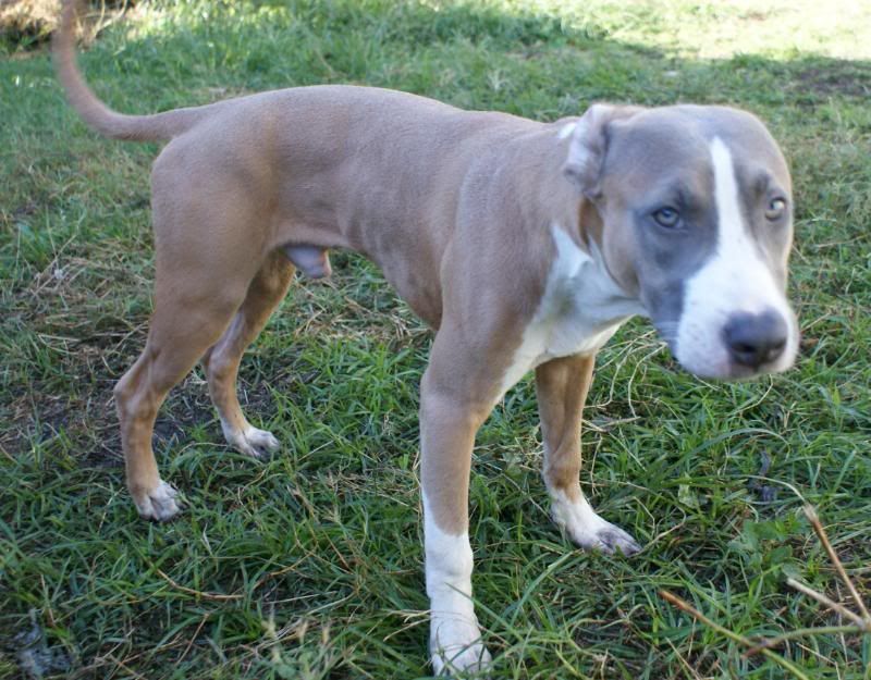 jack russell american pitbull terrier mix american pitbull terrier x american staffordshire terrier pit jack russell american pitbull terrier mix american pitbull terrier x american staffordshire terrier pit