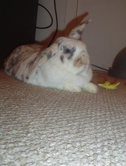 honeybun4