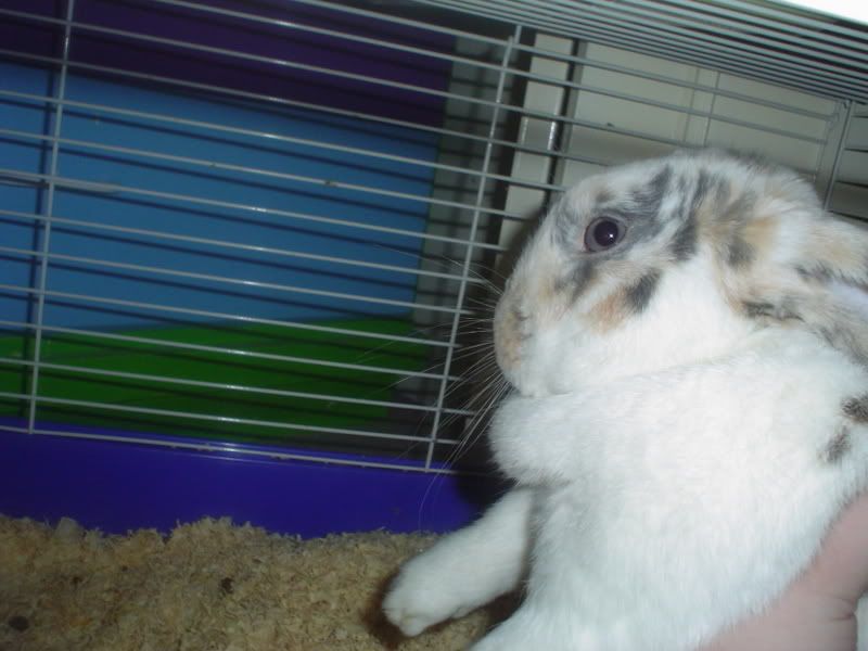 honeybun8