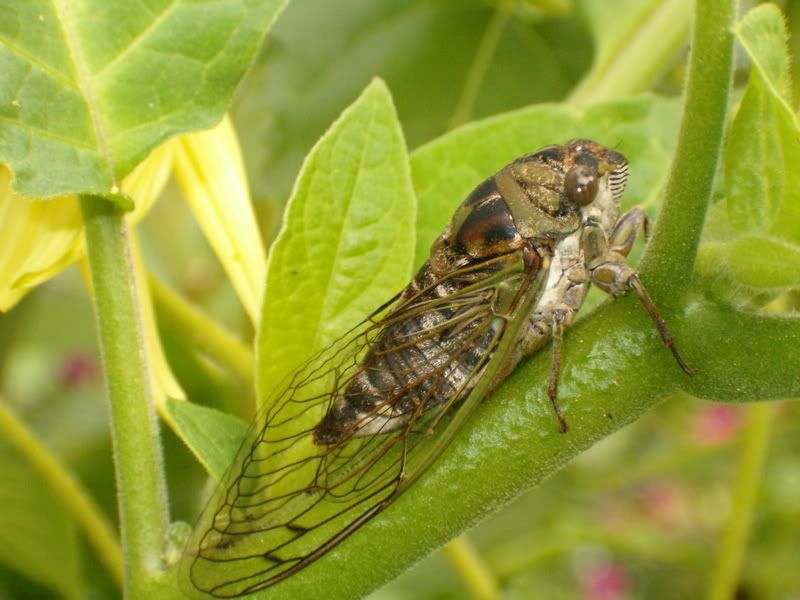 cicada