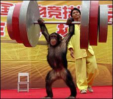 monkey-powerlift.jpg