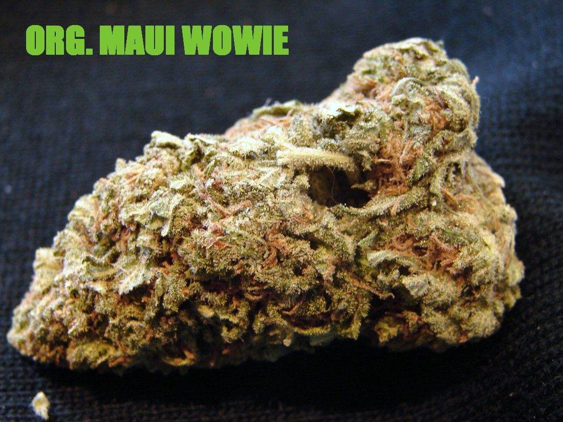 MauiWowie2.jpg