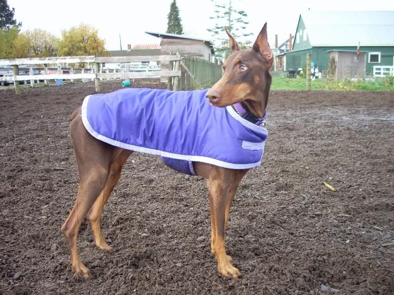 Greenhawk Dog Coats Doberman Forum Doberman Breed Dog Forums