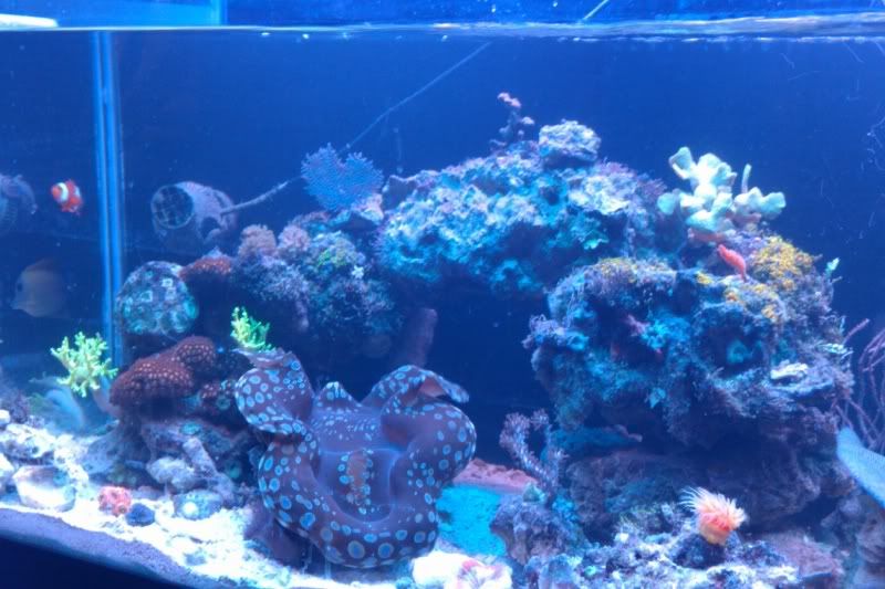 IMAG0801 - Tom@HaslettMI - 50 gallon mixed reef
