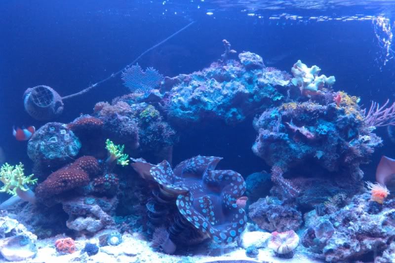 IMAG0804 - Tom@HaslettMI - 50 gallon mixed reef