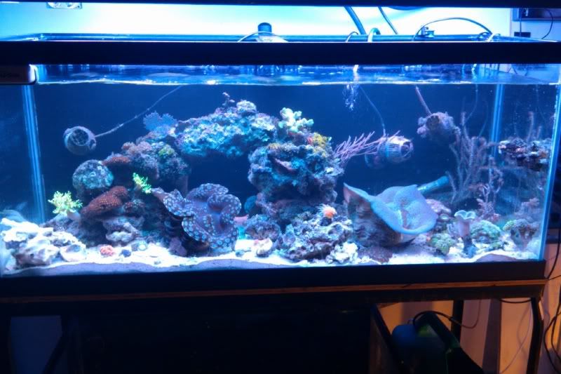 IMAG0805 - Tom@HaslettMI - 50 gallon mixed reef