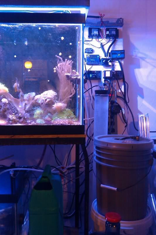 IMAG1101 - CR's Messiest Reef Setups