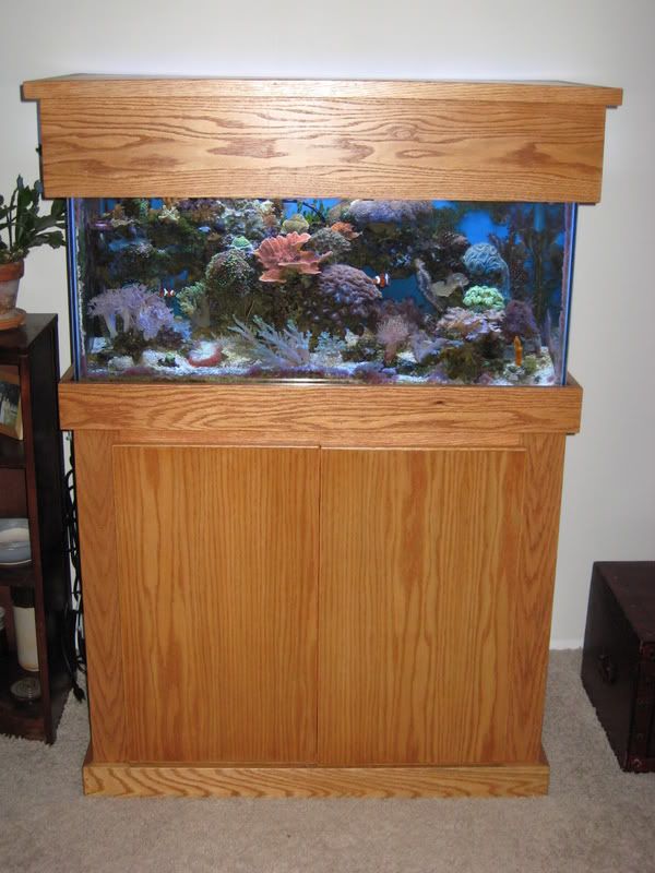 IMG 0205 - Custom oak stand and canopy (36"x18"), T5HO and HOB overflow