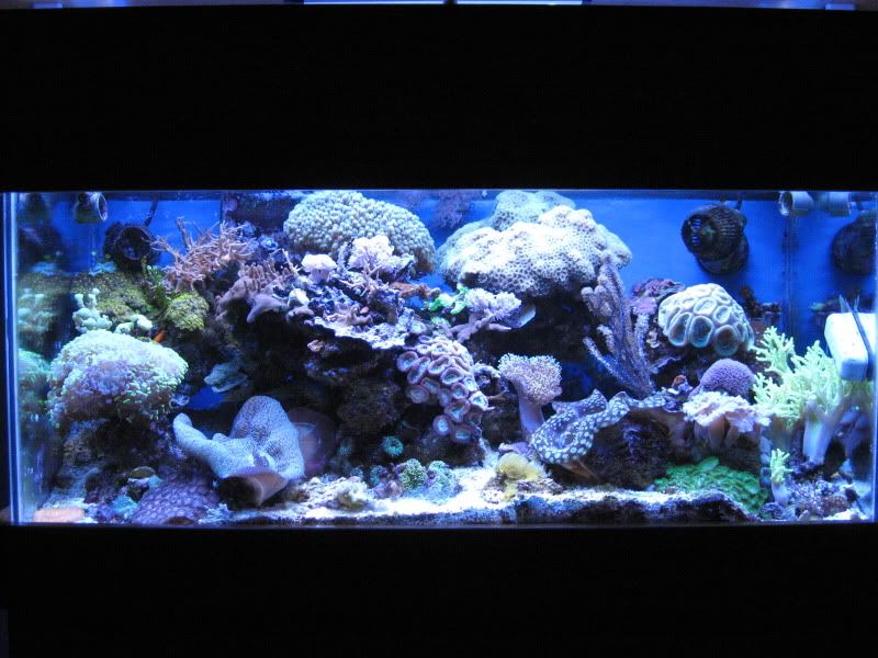 IMG 2612 - Tom@HaslettMI - 50 gallon mixed reef