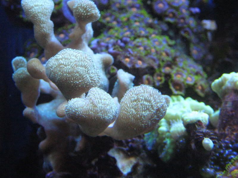 IMG 2730 - Tom@HaslettMI - 50 gallon mixed reef