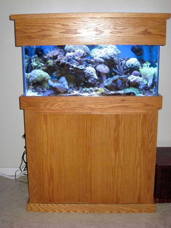 IMG 2734 - Custom oak stand and canopy (36"x18"), T5HO and HOB overflow