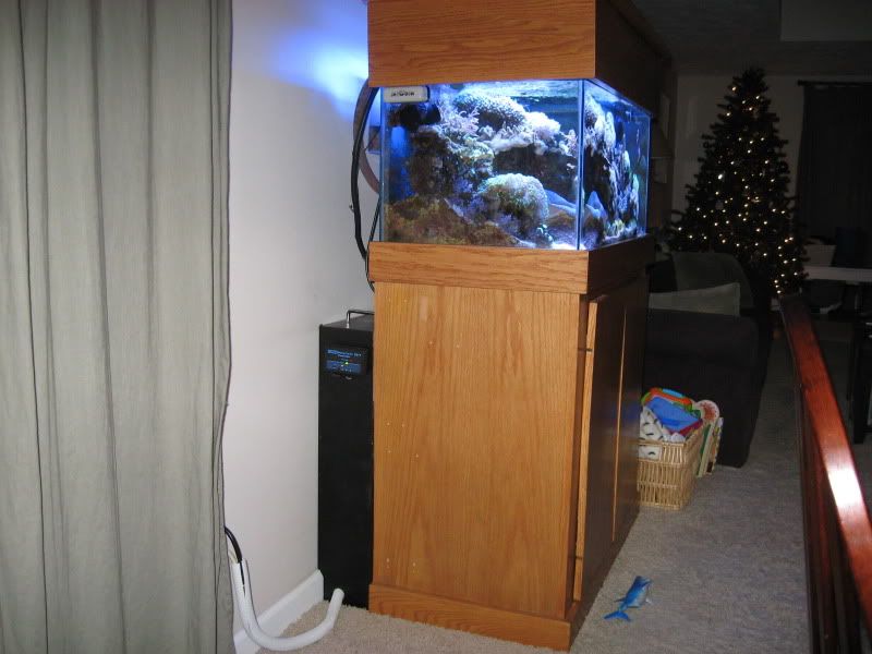 IMG 2817 - Tom@HaslettMI - 50 gallon mixed reef