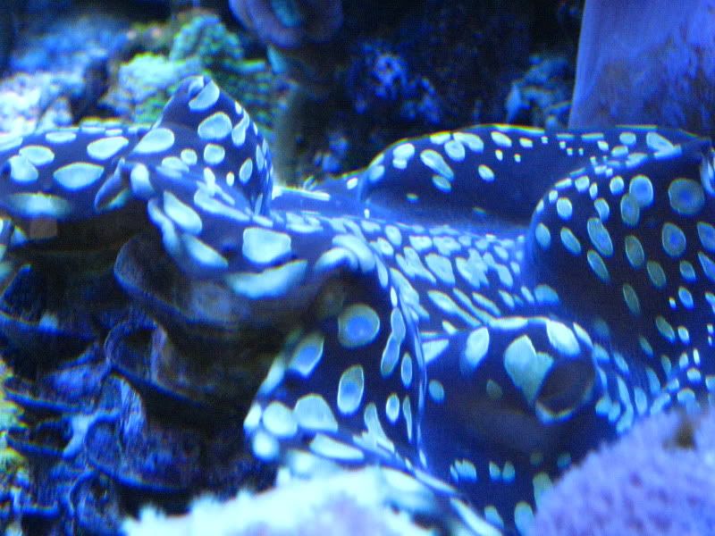 IMG 2833 - Tom@HaslettMI - 50 gallon mixed reef