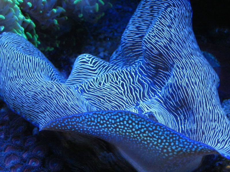 IMG 2834 - Tom@HaslettMI - 50 gallon mixed reef