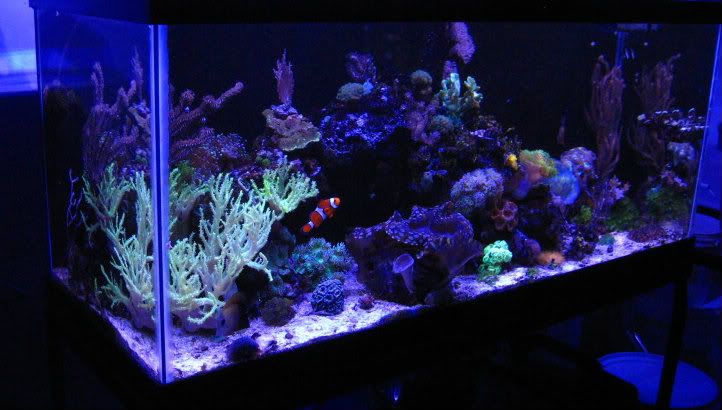 IMG 5475 - Tom@HaslettMI's 75 gallon mixed reef