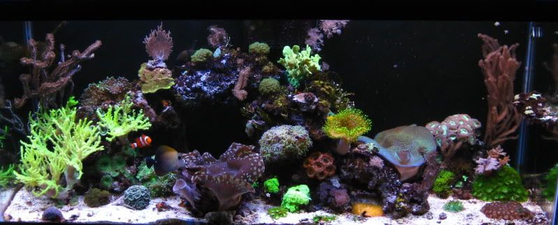 IMG 5488 - Tom@HaslettMI's 75 gallon mixed reef