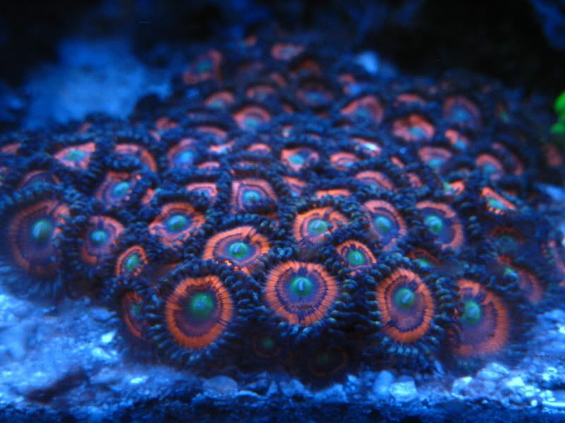 IMG 5647 - What are you bringing to the Michigan Coral Expo & Swap?