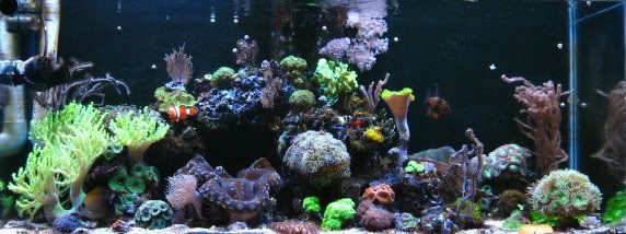 IMG 5653 - Tom@HaslettMI's 75 gallon mixed reef