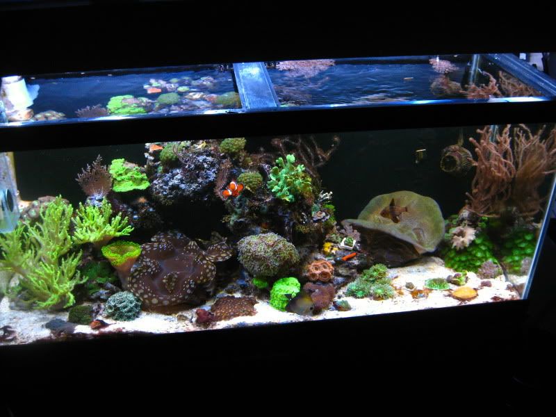 IMG 5750 - Tom@HaslettMI's 75 gallon mixed reef
