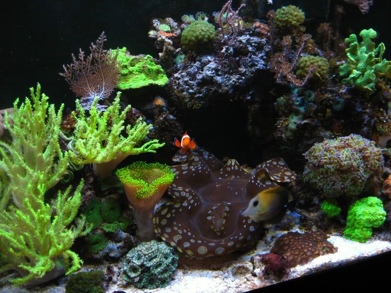 IMG 5751 - Tom@HaslettMI's 75 gallon mixed reef