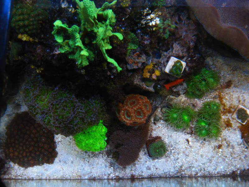 IMG 5757 - Tom@HaslettMI's 75 gallon mixed reef