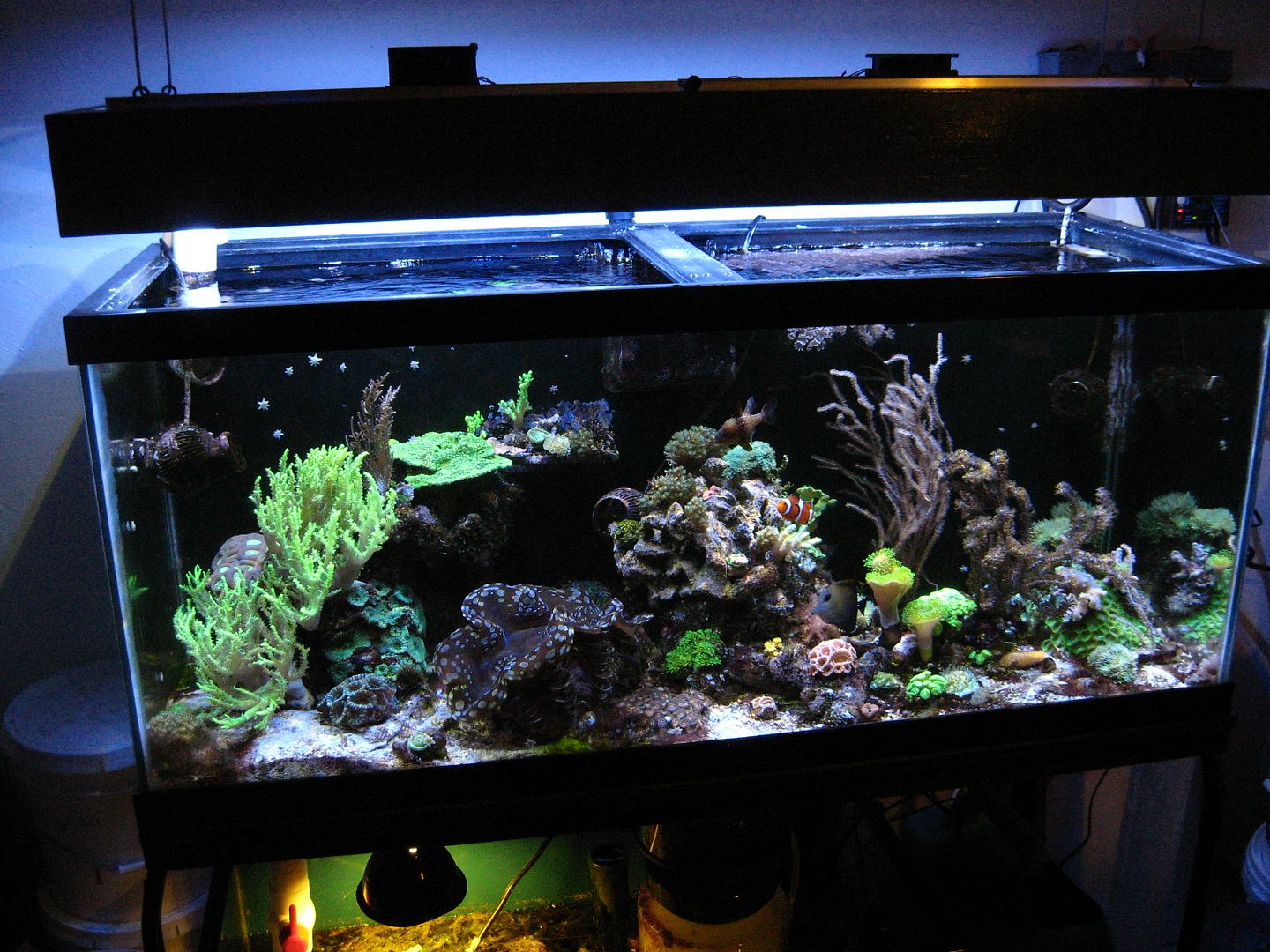 IMG 5908 zps1c359f1b - Tom@HaslettMI's 75 gallon mixed reef